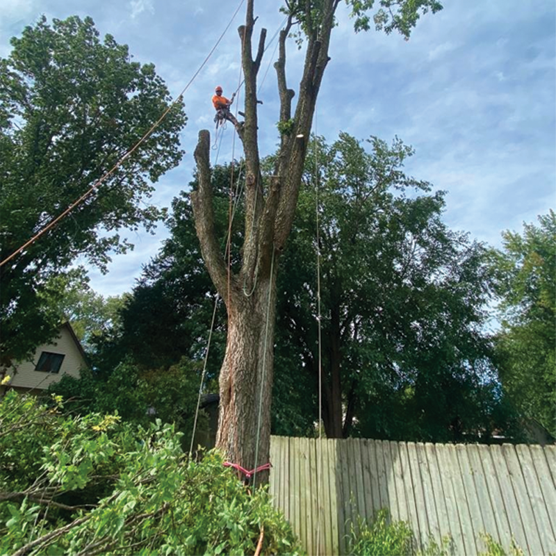 Green Season Landscape Pic-81