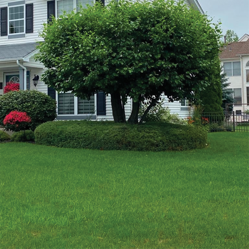 Green Season Landscape Pic-78